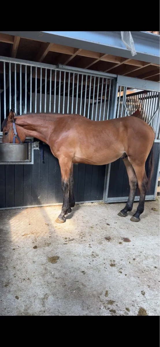 Irish Draught at stud - Image 2