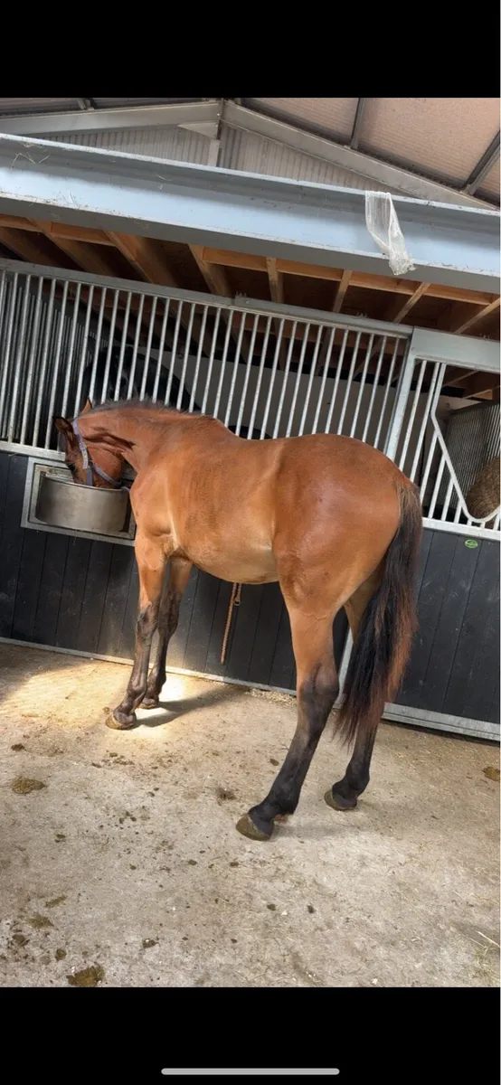 Irish Draught at stud - Image 3