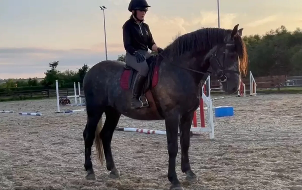 Irish Draught at stud - Image 1