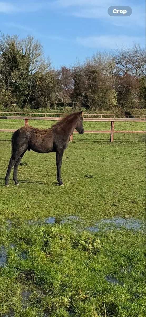 Irish Draught at stud - Image 4