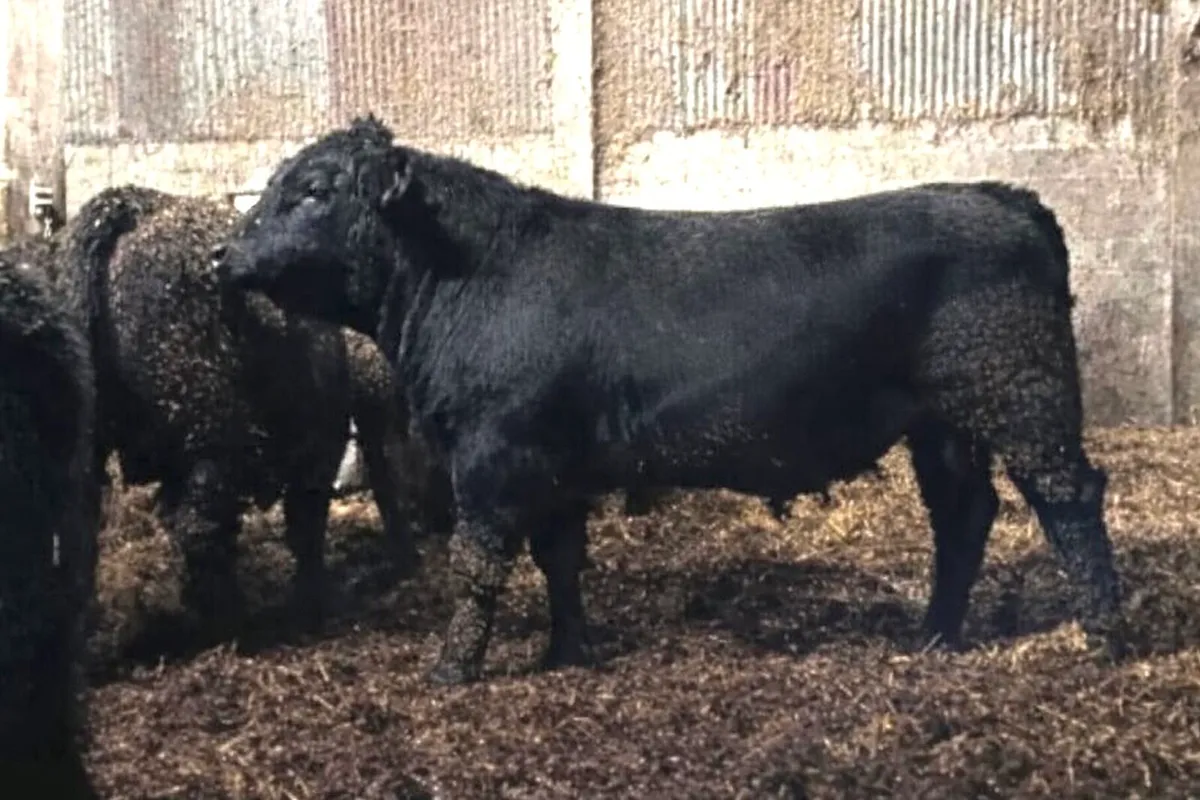 4 - 5 Star Pedigree Angus Bulls - Image 2