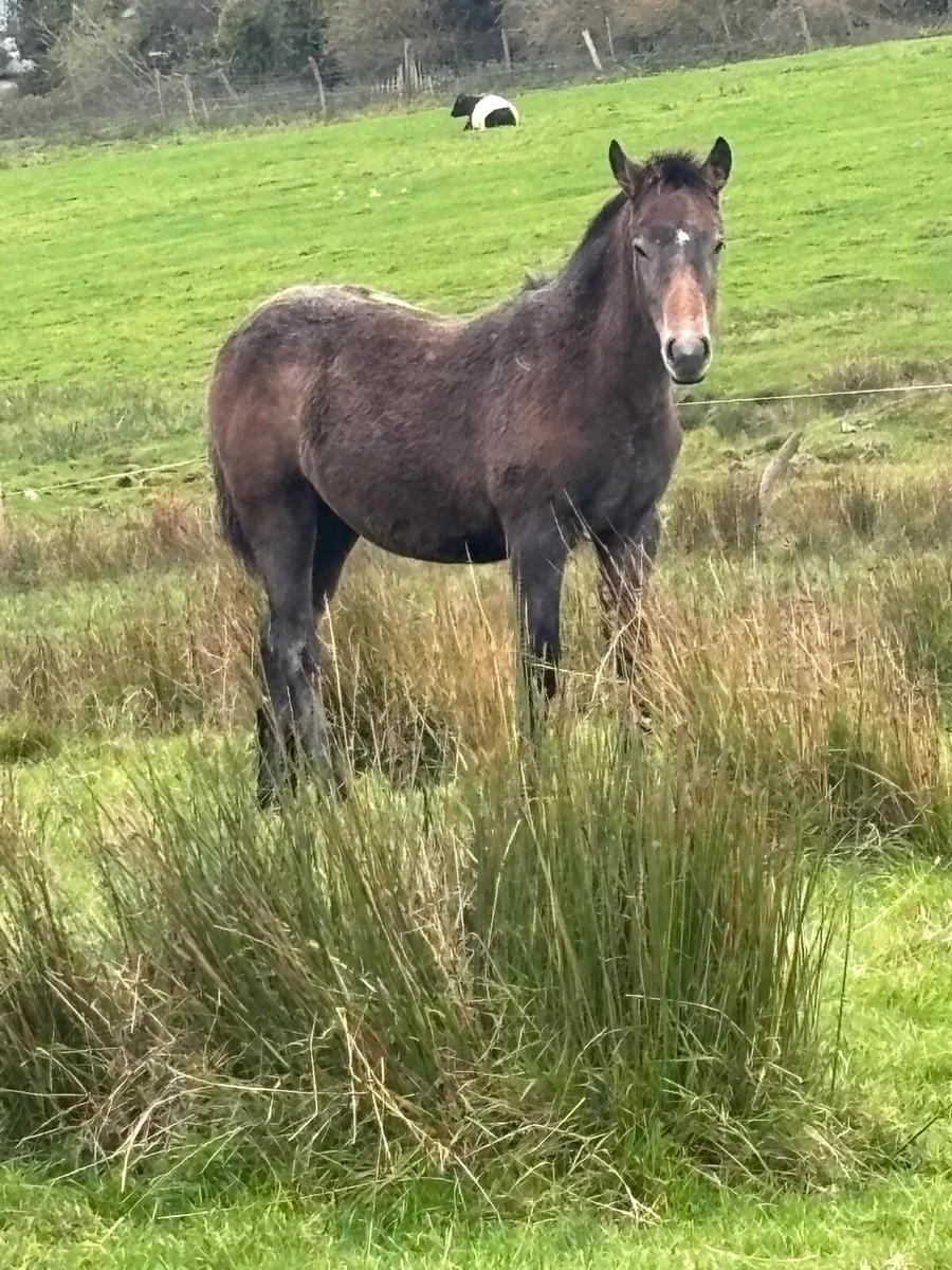 Connemara foals - Image 2