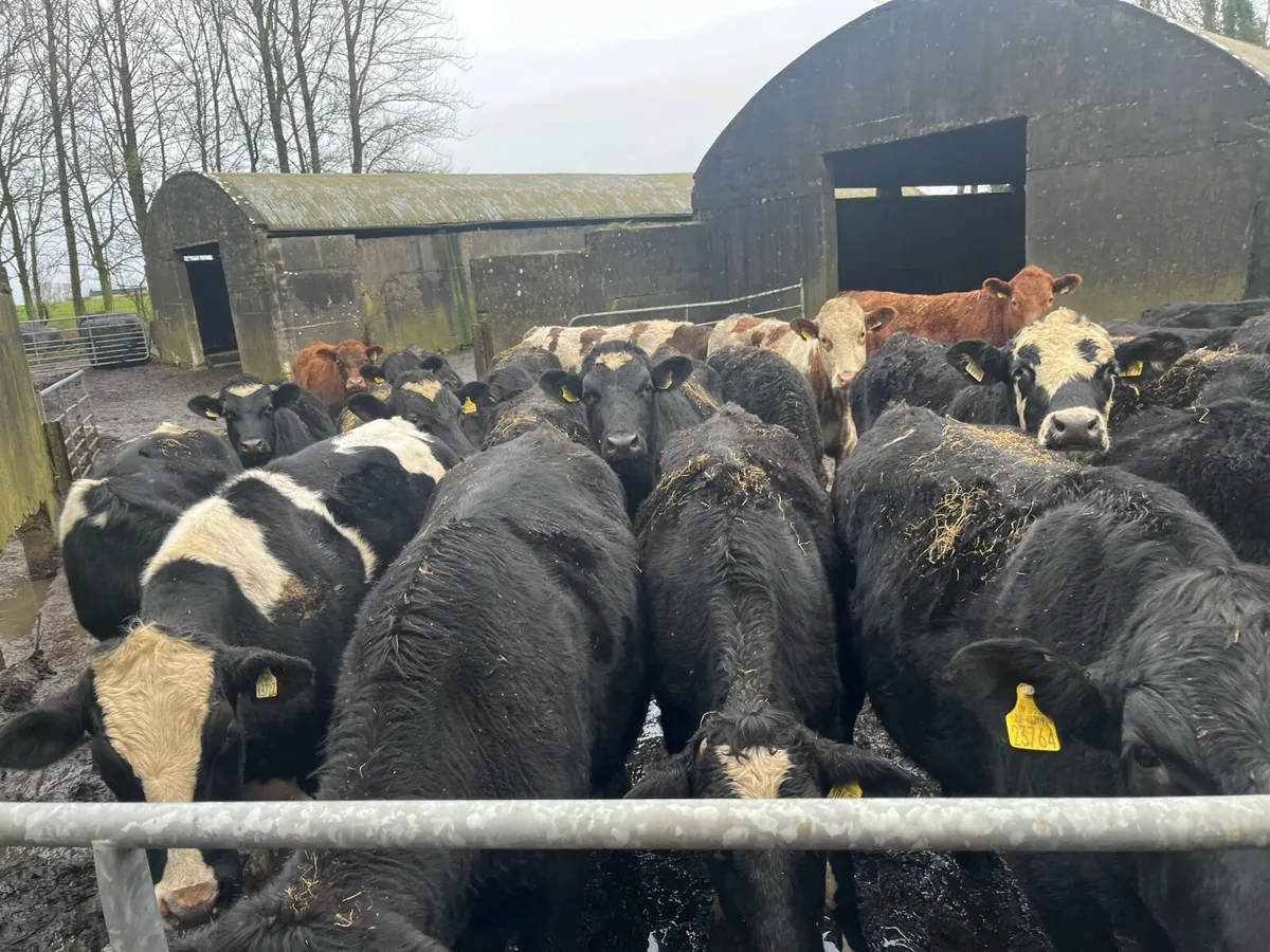 26 store bullocks - Image 1