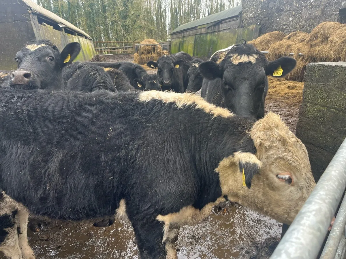 26 store bullocks - Image 2