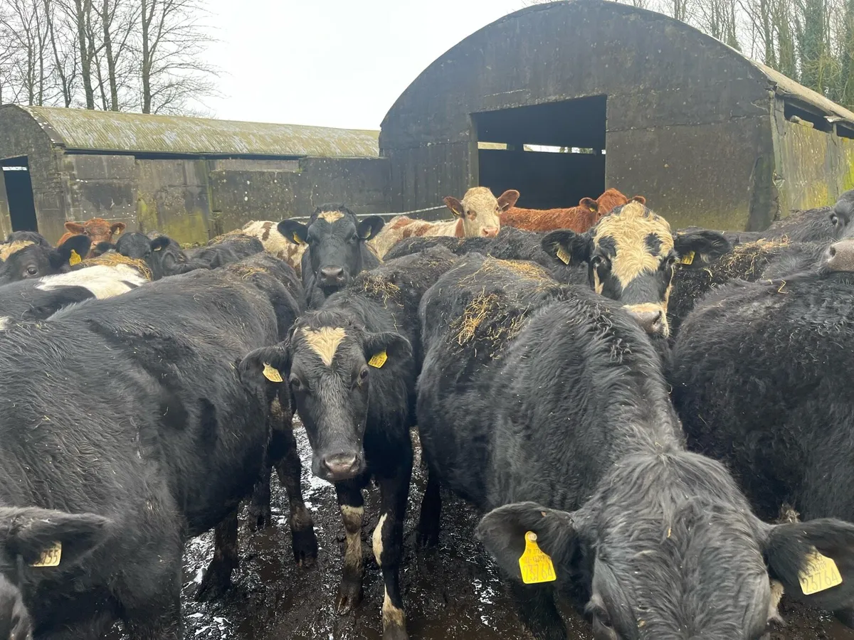 26 store bullocks - Image 3