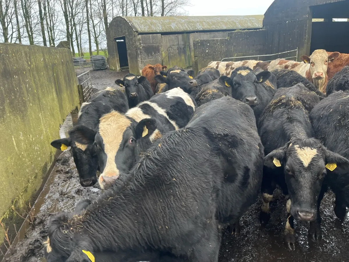 26 store bullocks - Image 4