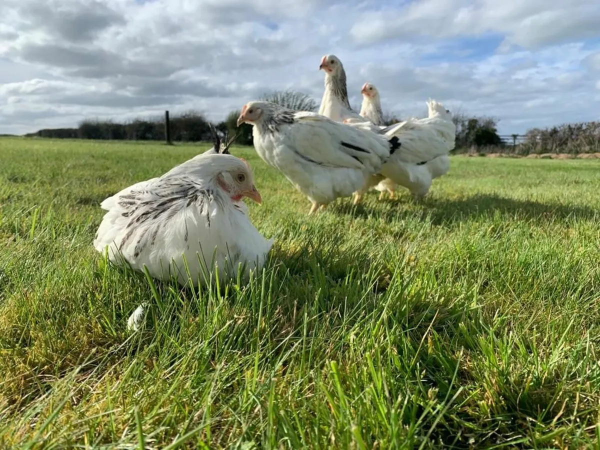 Laying Hens for sale - Image 4