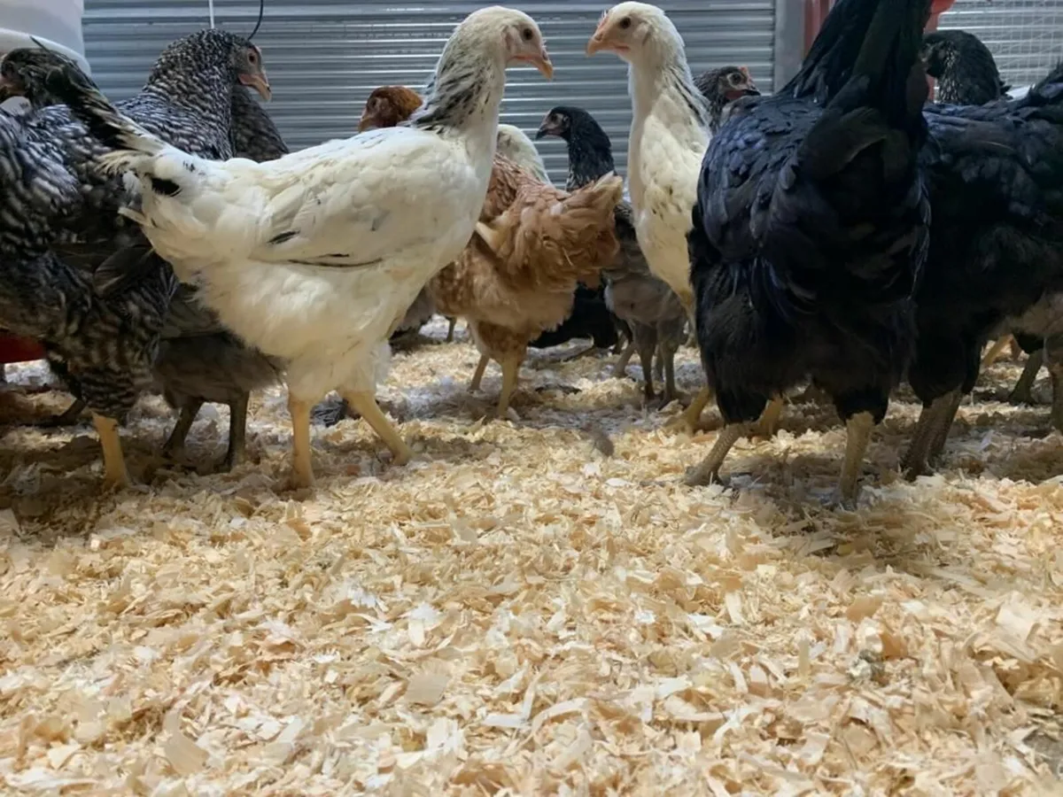 Point Of Lay Pullets - Image 2