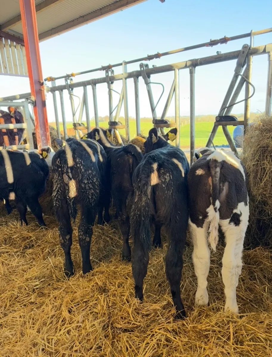 8 super well reared heifer calves - Image 2