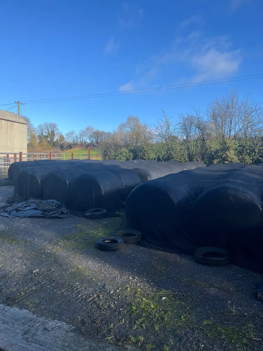 Round bales of Haylage - Image 2