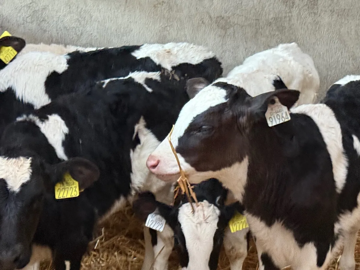 5 STRONG FRESION BULL CALVES - Image 2