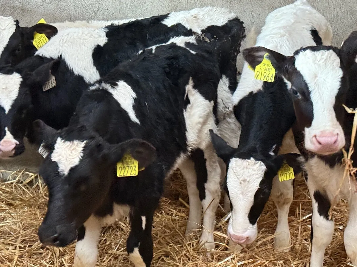 5 STRONG FRESION BULL CALVES - Image 3