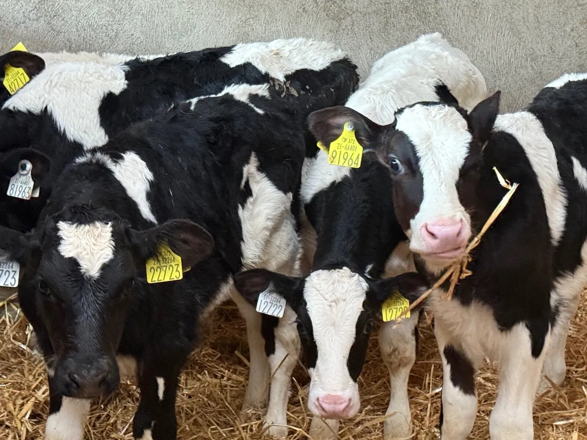 5 STRONG FRESION BULL CALVES - Image 4