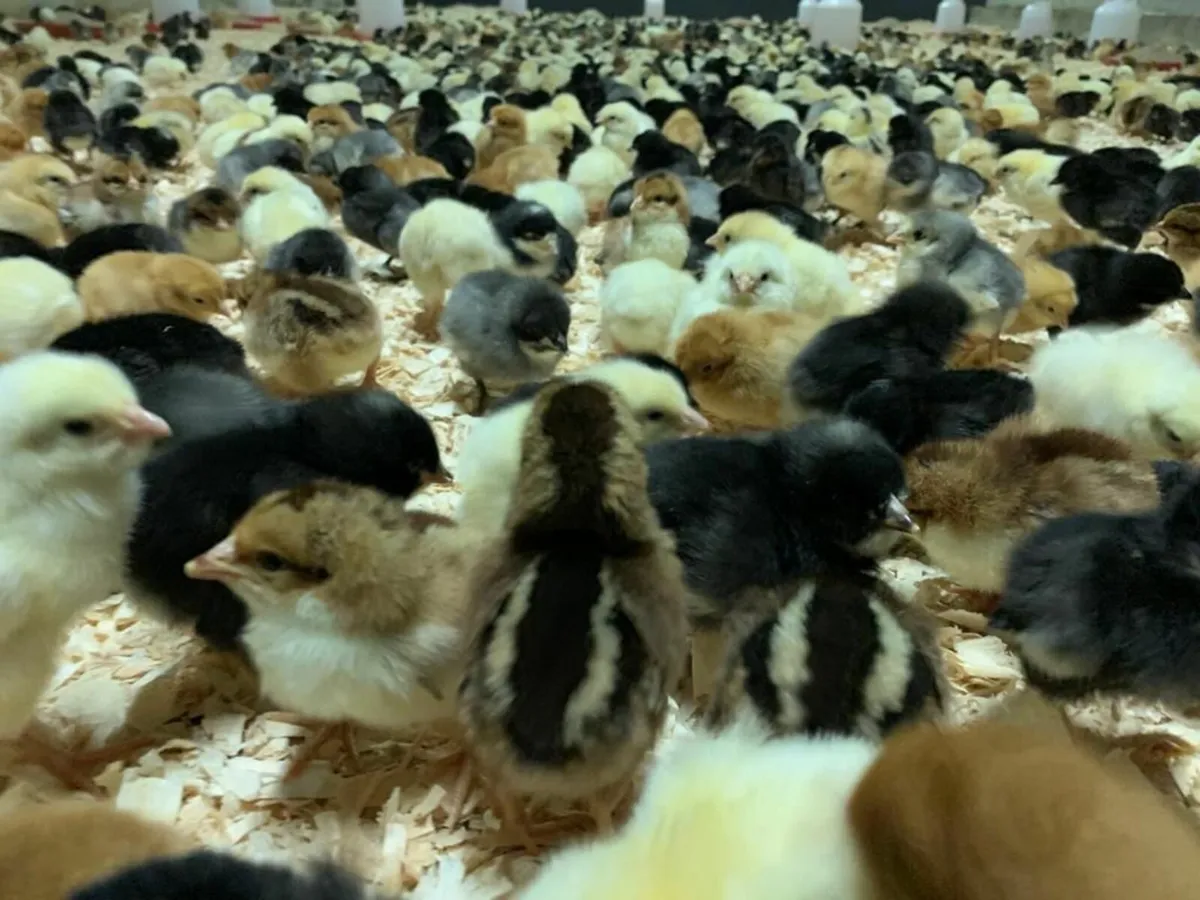 Day Old Layer Chicks - Image 1