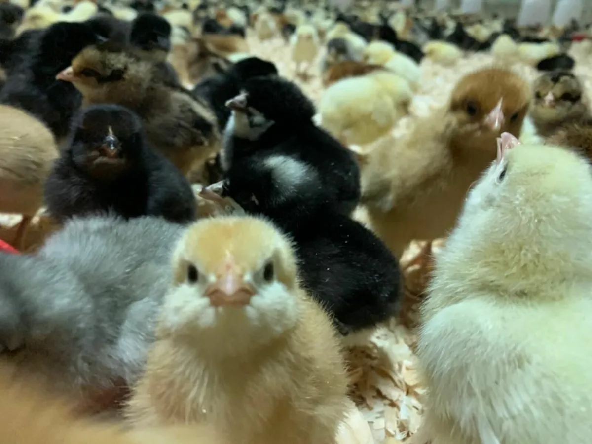 Day Old Layer Chicks - Image 2