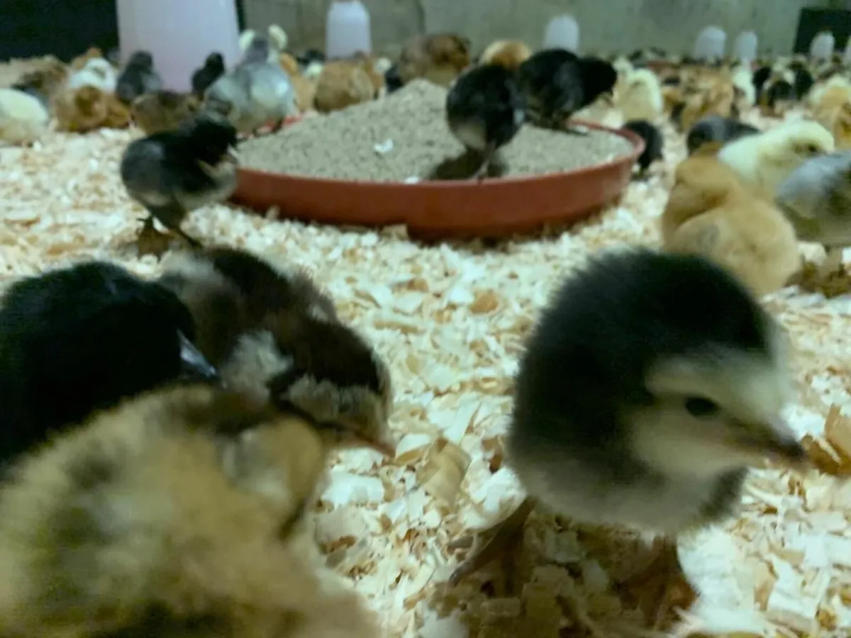 Day Old Layer Chicks - Image 4