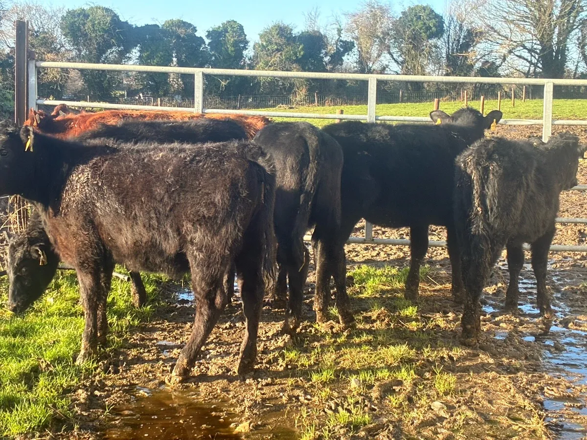 6 lovely Angus heifers for sale - Image 4