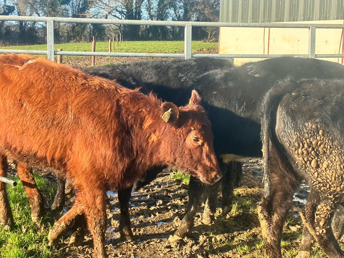 6 lovely Angus heifers for sale - Image 1