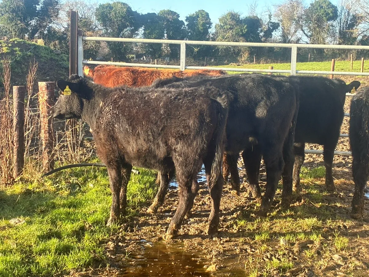 6 lovely Angus heifers for sale - Image 2