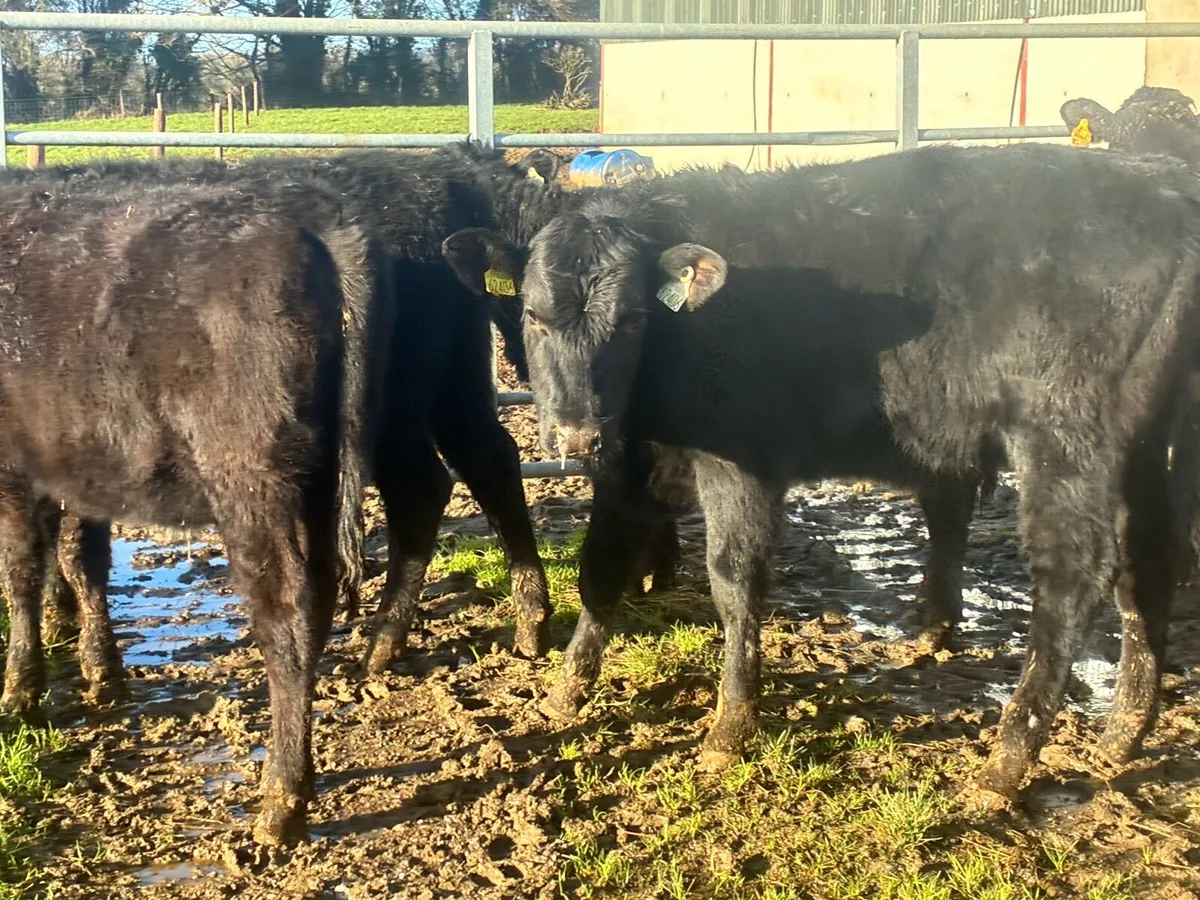 6 lovely Angus heifers for sale - Image 3