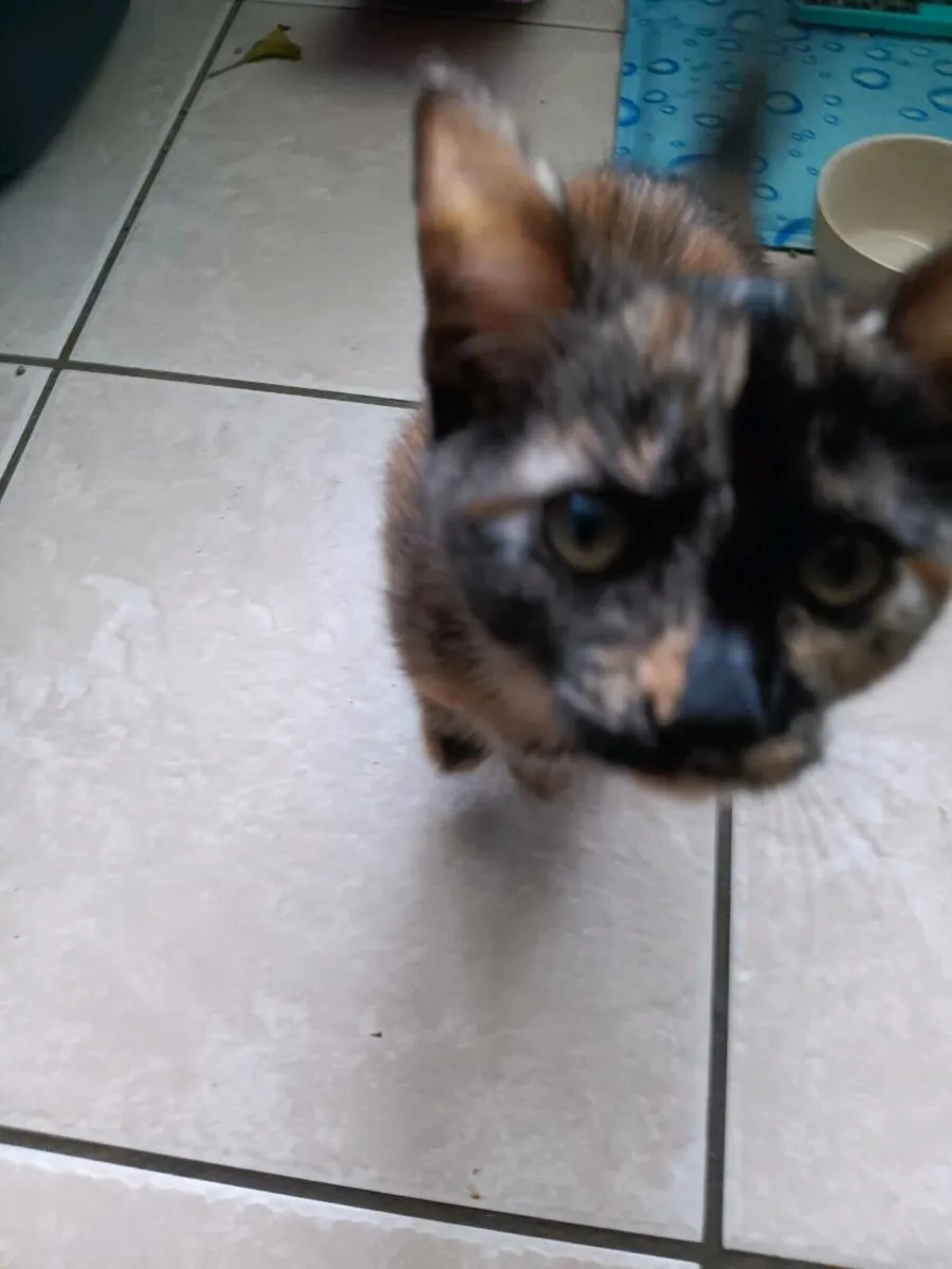 Kitten for adoption - Image 1