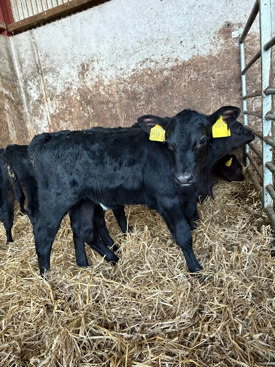 10 AA heifers - Image 1