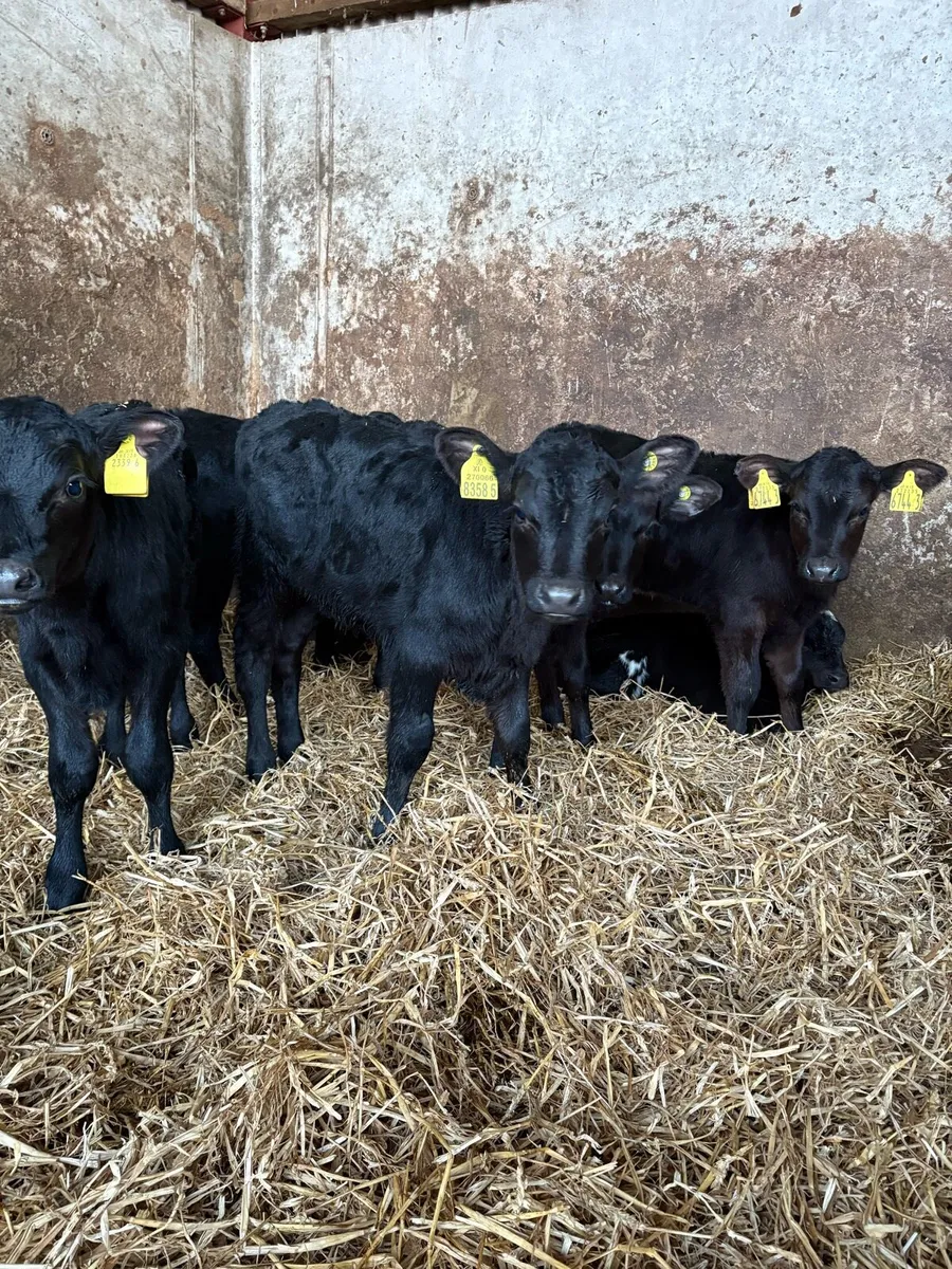 10 AA heifers - Image 2