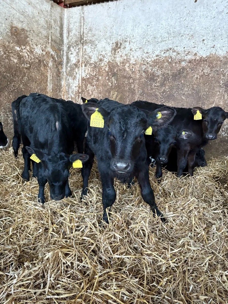 10 AA heifers - Image 3