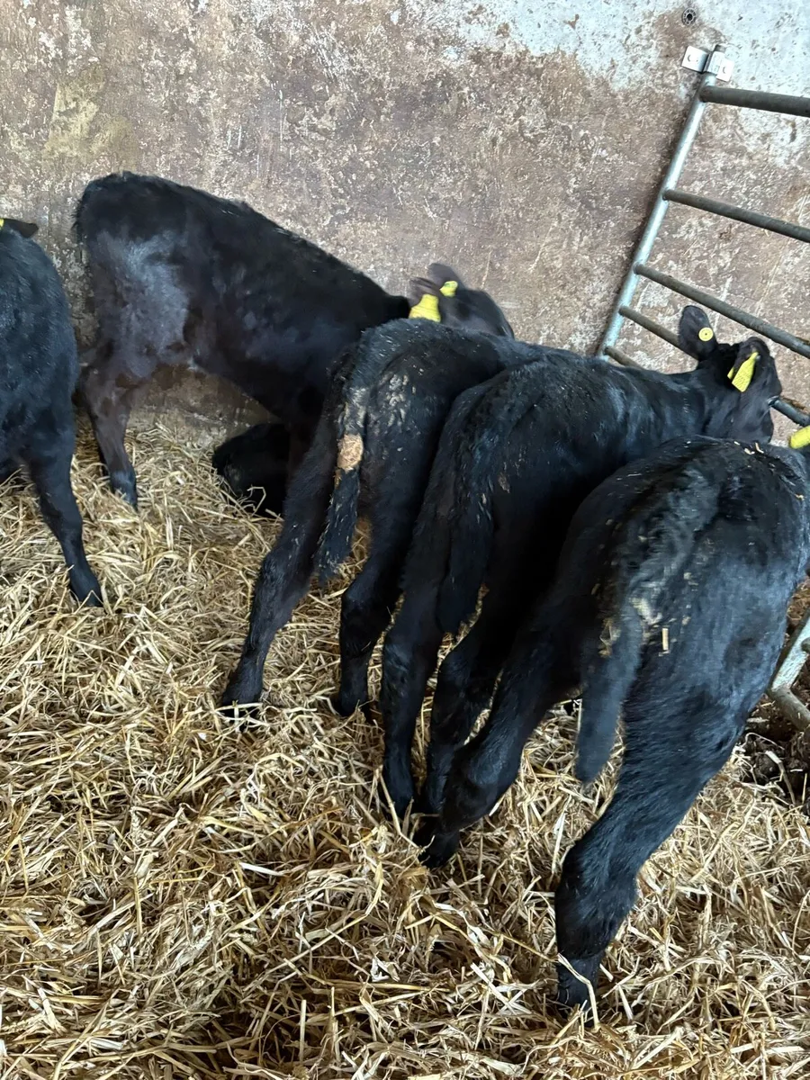 10 AA heifers - Image 4