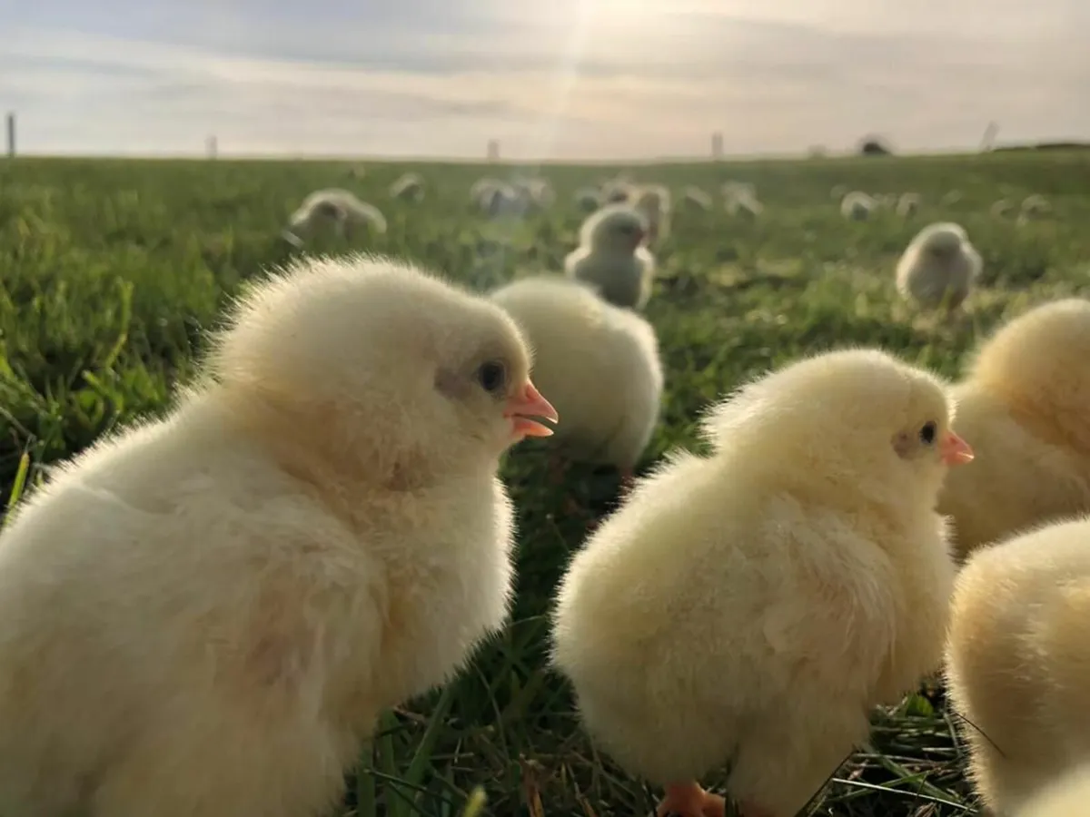 Broiler Chickens - Image 2