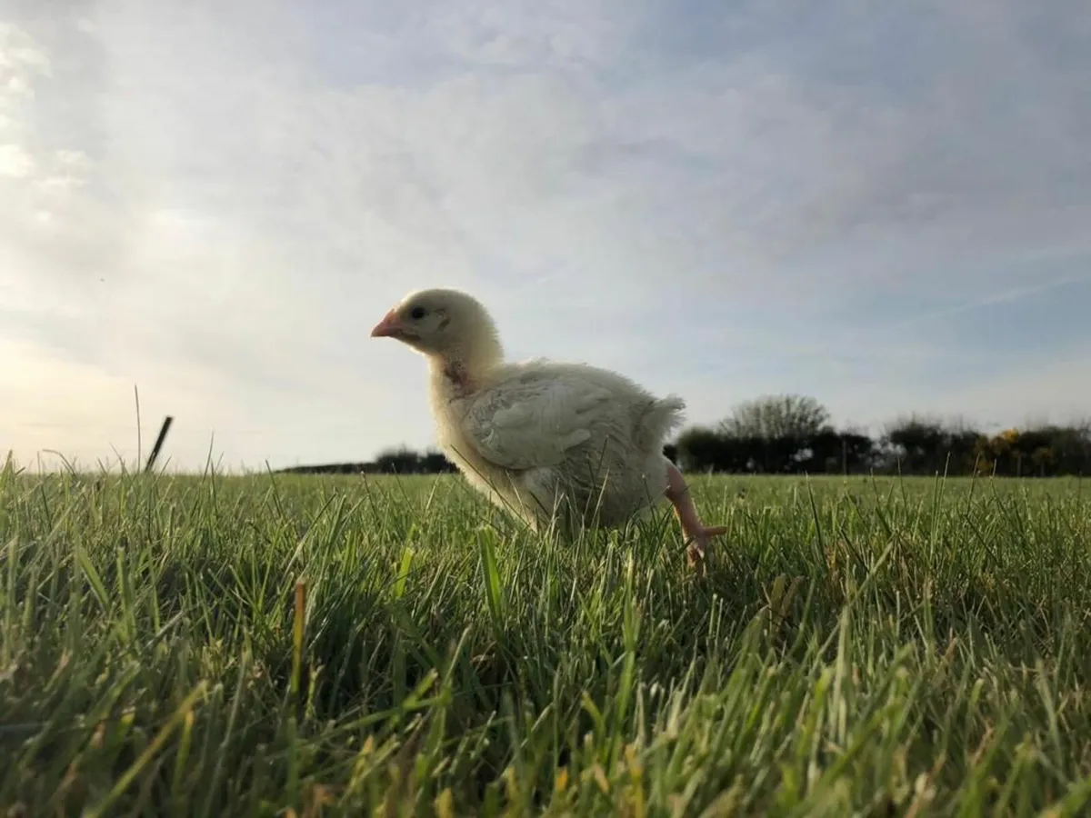 Broiler Chickens - Image 3