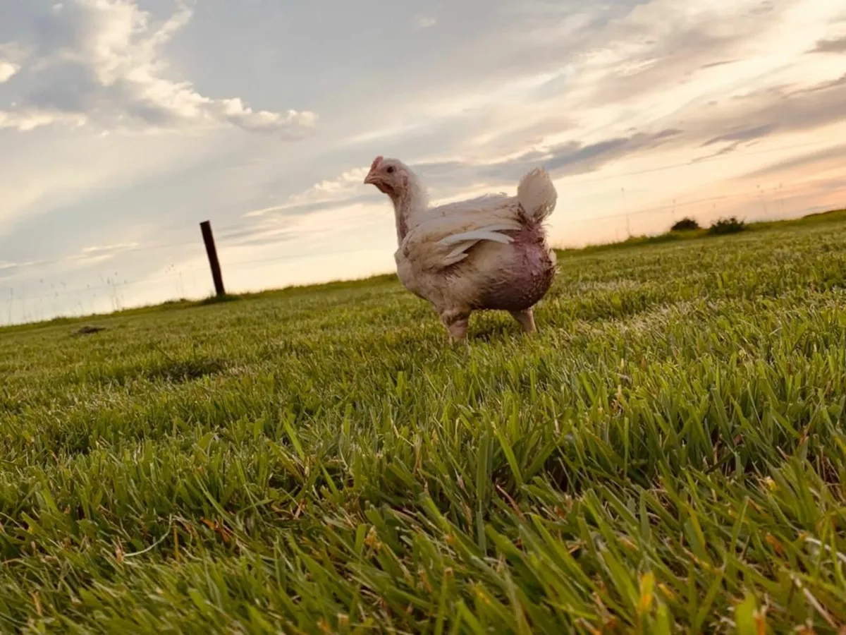 Broiler Chickens - Image 4