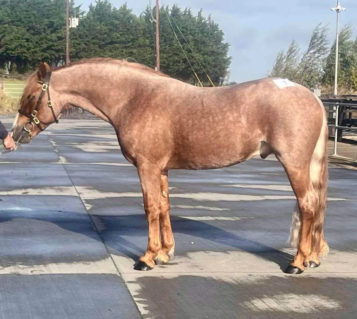 Connemara Colt - Image 2