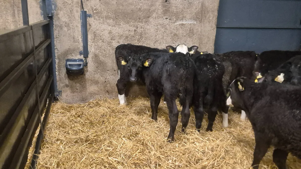 15 Quality Angus Hereford bull calves - Image 3
