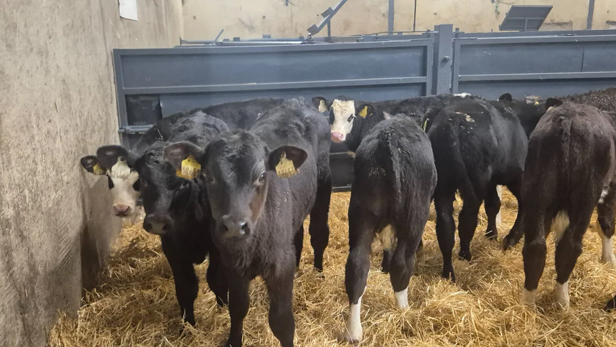 15 Quality Angus Hereford bull calves - Image 4