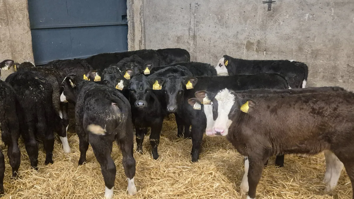 15 Quality Angus Hereford bull calves - Image 1