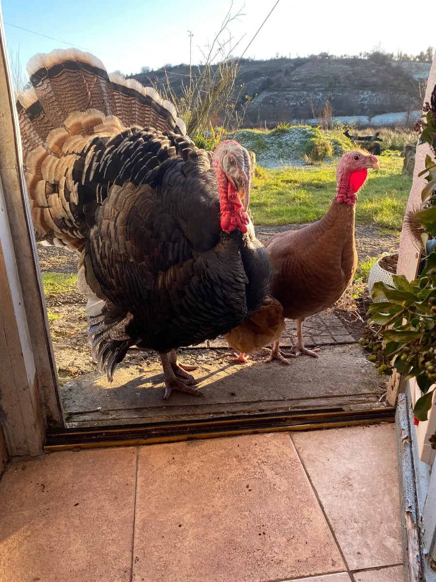 turkey and hen heritage breed - Image 1