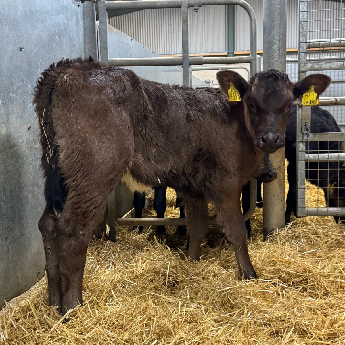 Limousin Heifers - Image 2