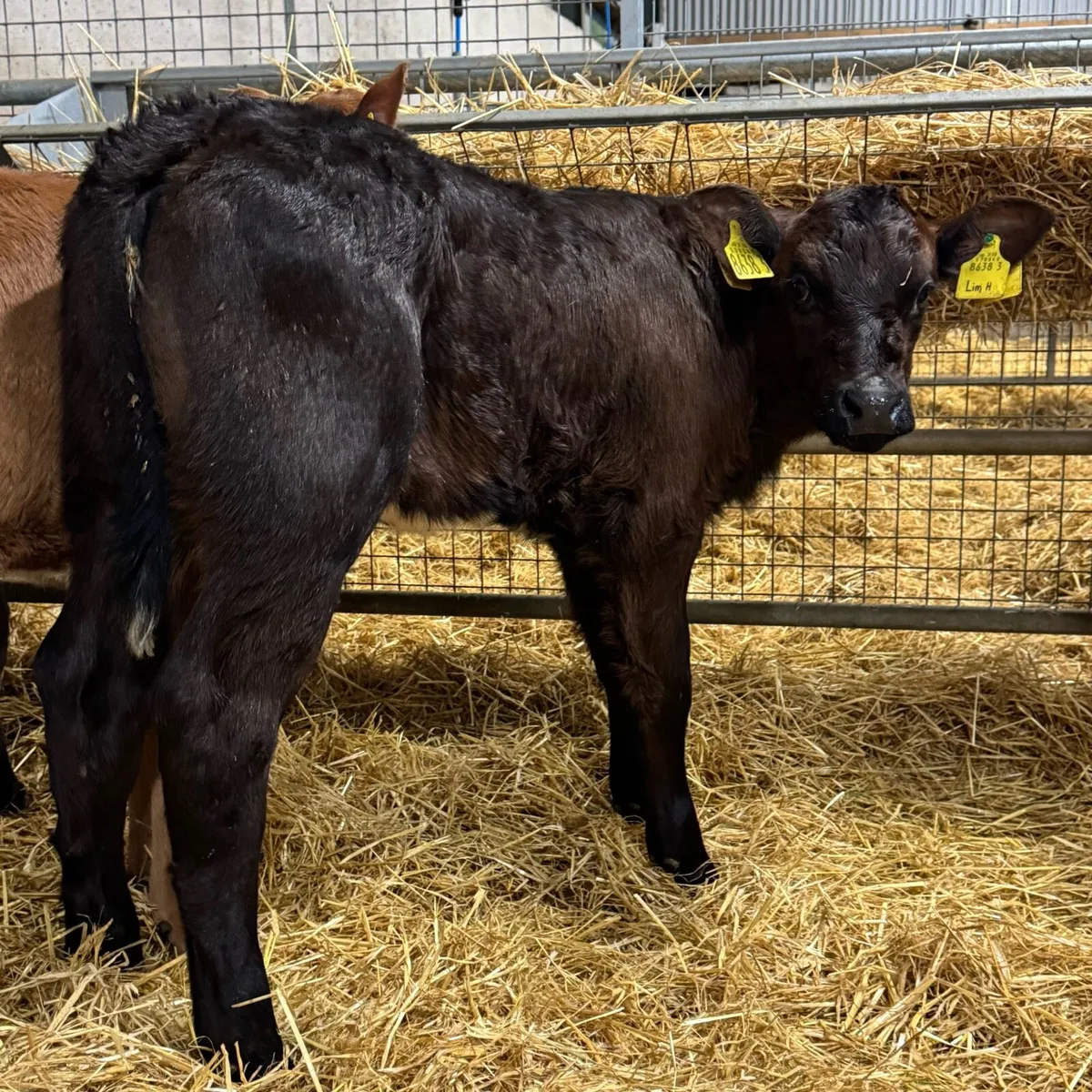 Limousin Heifers - Image 3