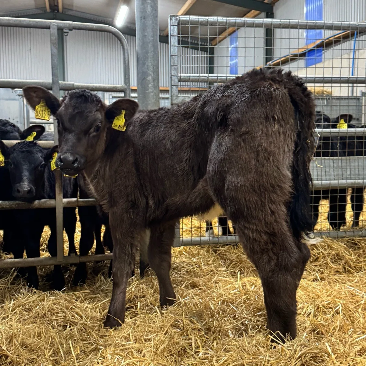 Limousin Heifers - Image 4