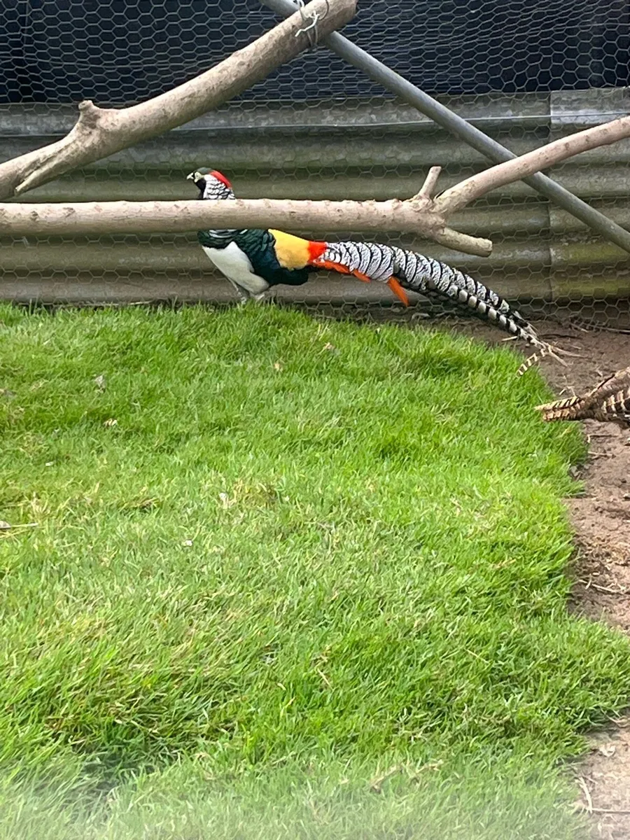 Pheasants - Image 1