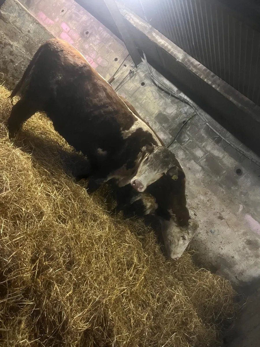 In calf heifers - Image 1