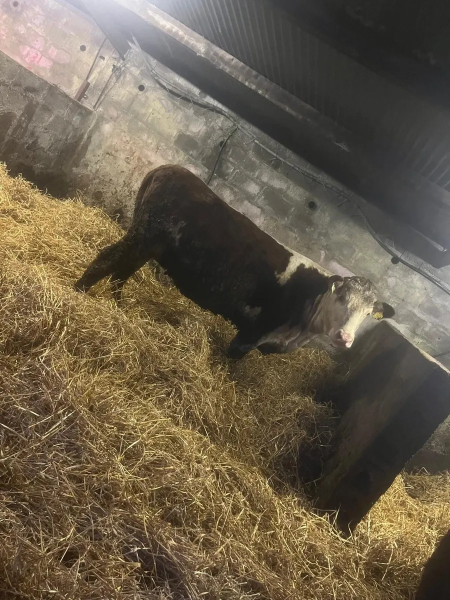 In calf heifers - Image 2