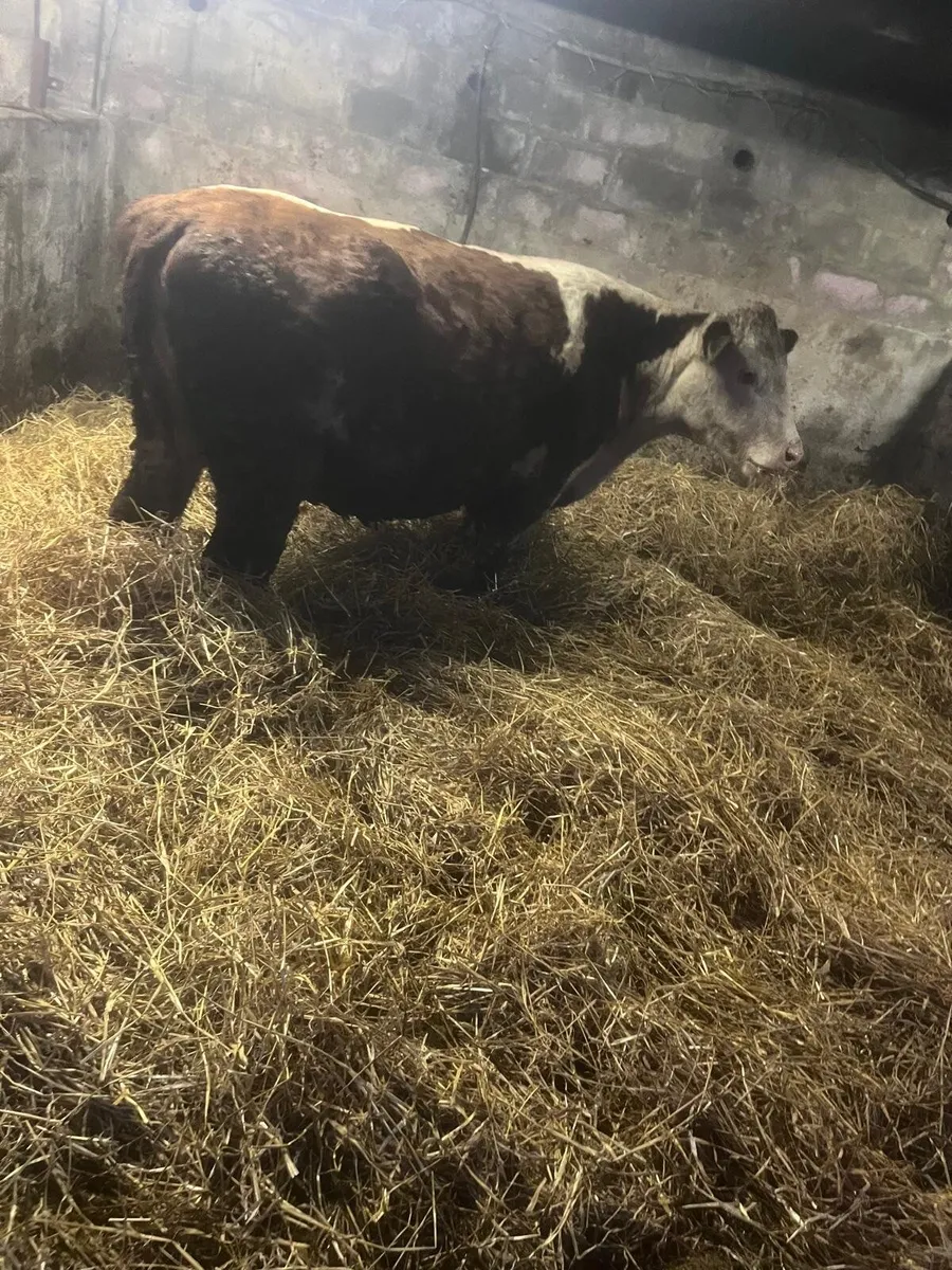 In calf heifers - Image 4