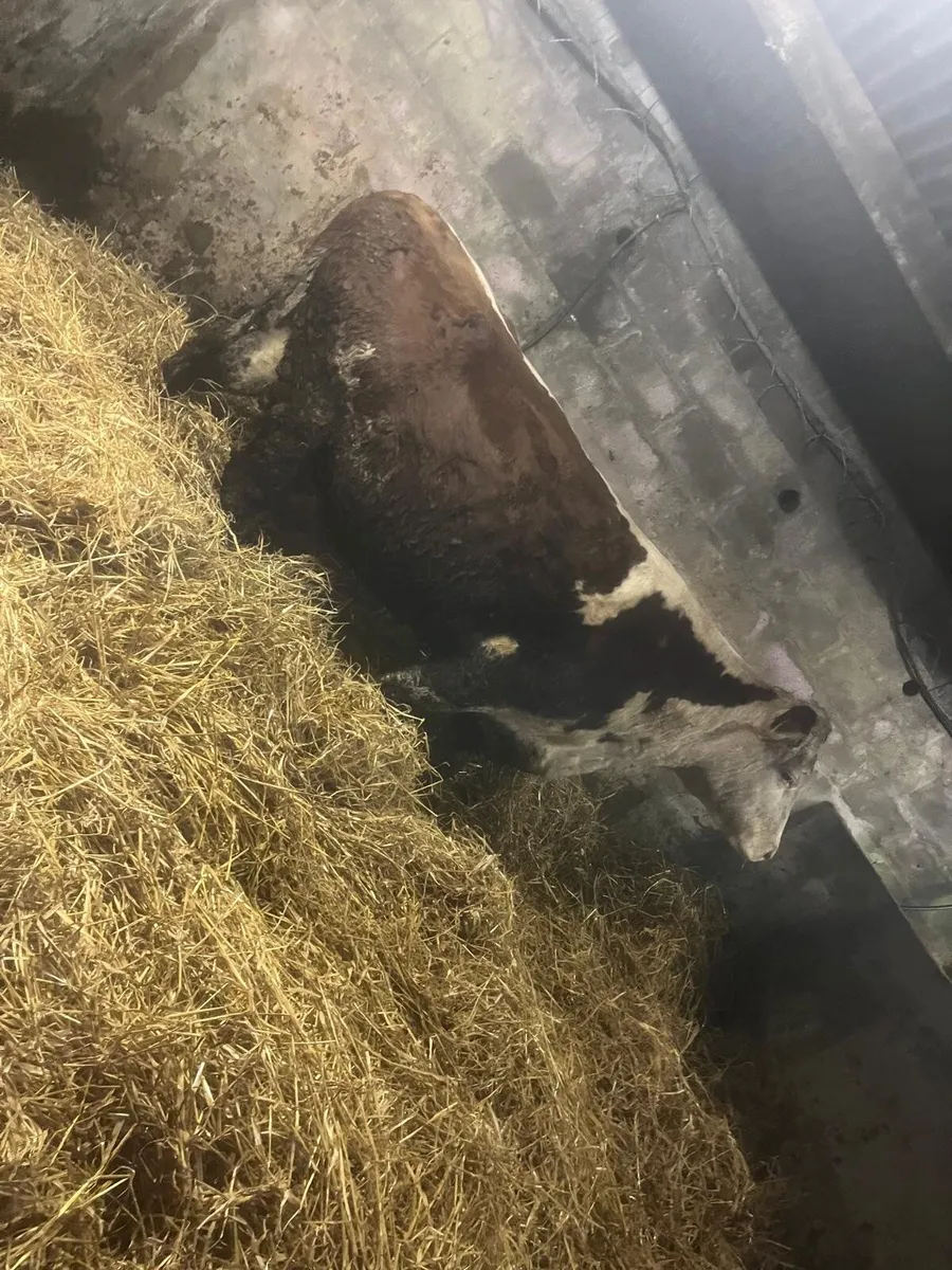 In calf heifers - Image 3