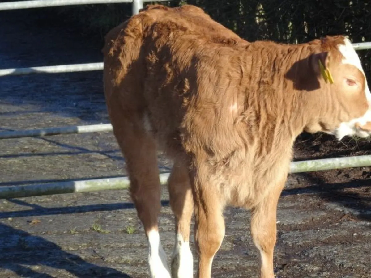 Heifers with calves Markethill 21/1/26 at 7.00pm - Image 2
