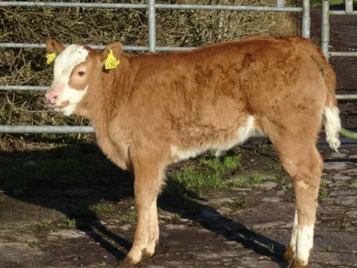 Heifers with calves Markethill 21/1/26 at 7.00pm - Image 4