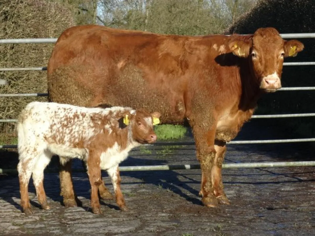 Heifers with calves Markethill 21/1/26 at 7.00pm - Image 1