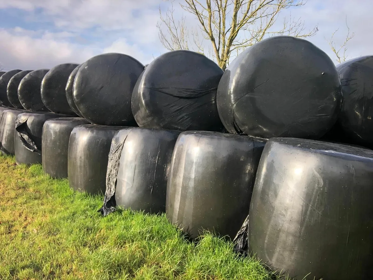 Hay and Silage - Image 2