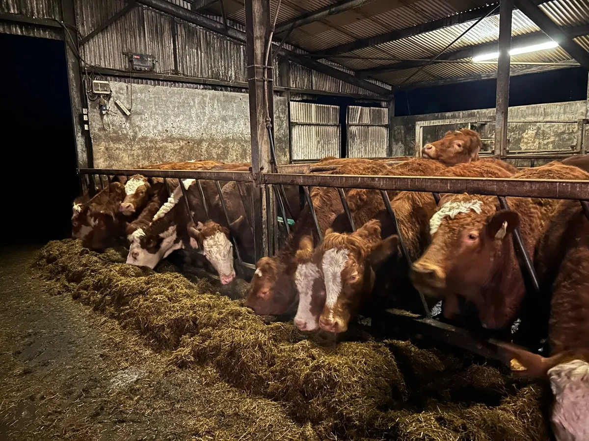 BREEDING HEIFERS - Image 1
